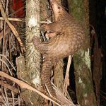 Pangolin