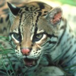 Ocelot