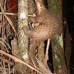 Pangolin