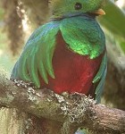 Resplendent Quetzal