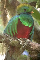 Resplendent Quetzal